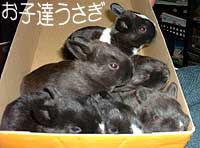Six children of a rabbit
